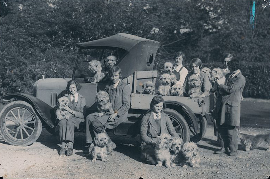 Kennel maids with lots of terriers