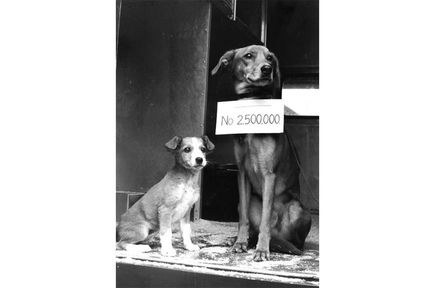 Two dogs sat with one with "No. 2,500,000" on a sign around him to celebrate