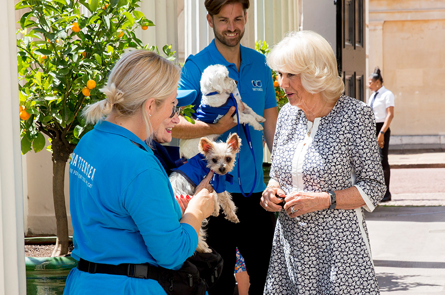 Queen Camilla at a Battersea event