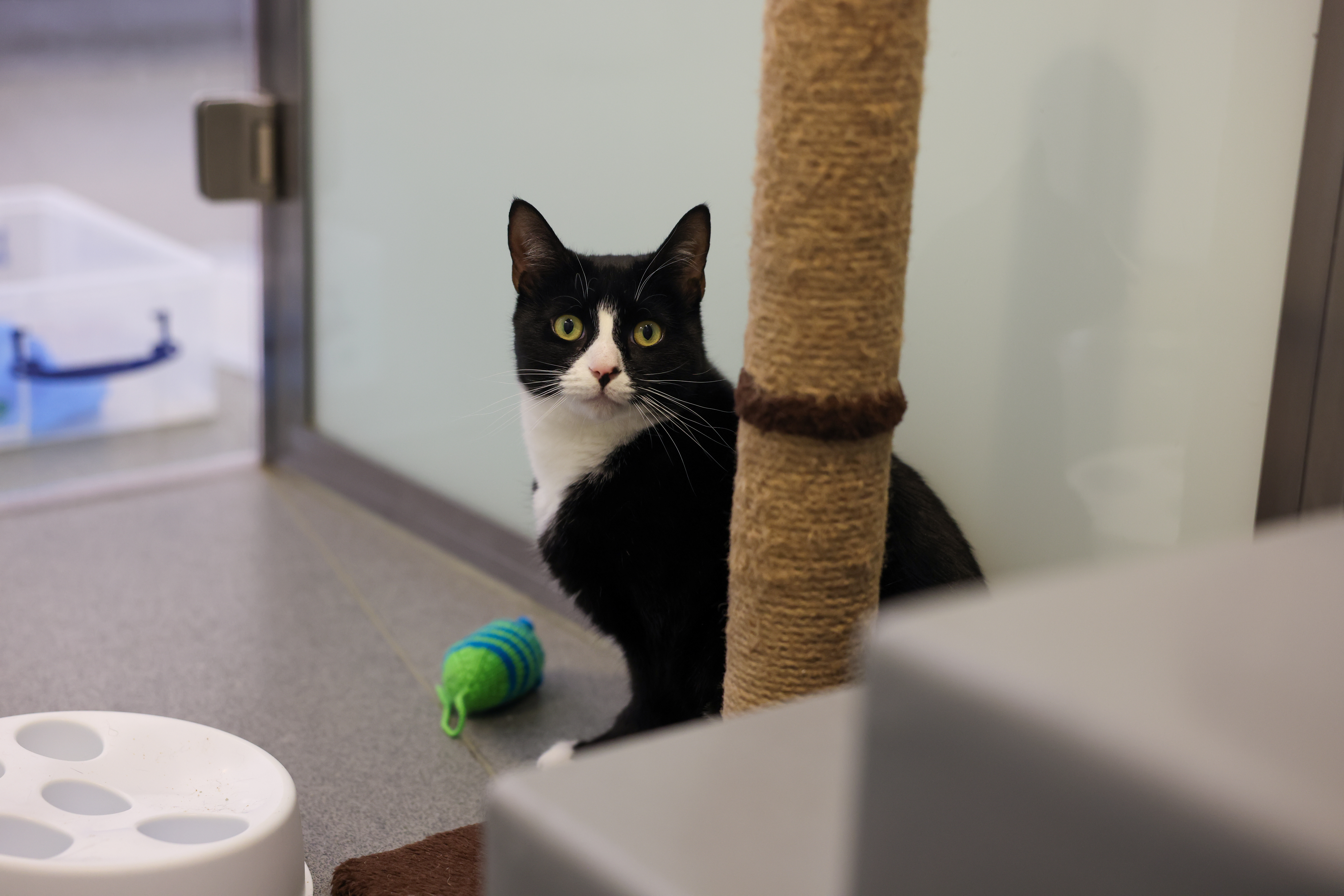 Black and white cat looking at the camera.