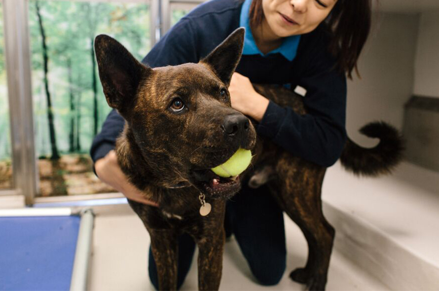 A Battersea staff member holds a brown dog with a tennis ball in it's mouth