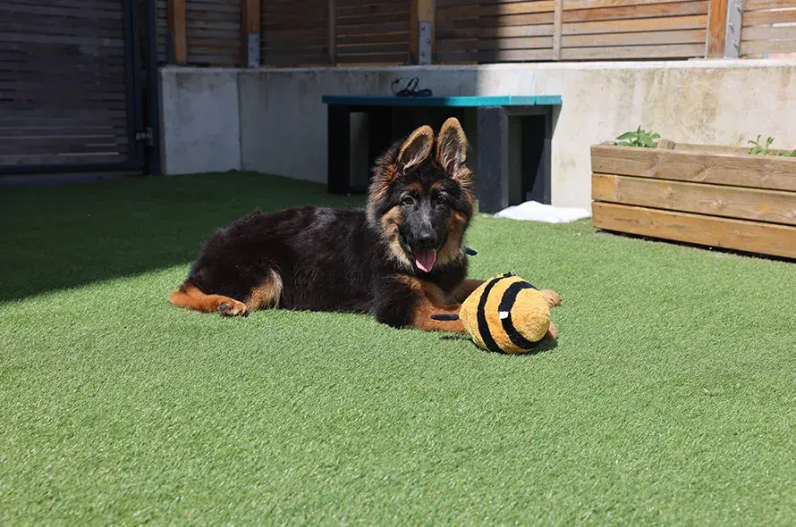 A German Shepherd dog lying on green grass, playing with a colourful toy beside it 