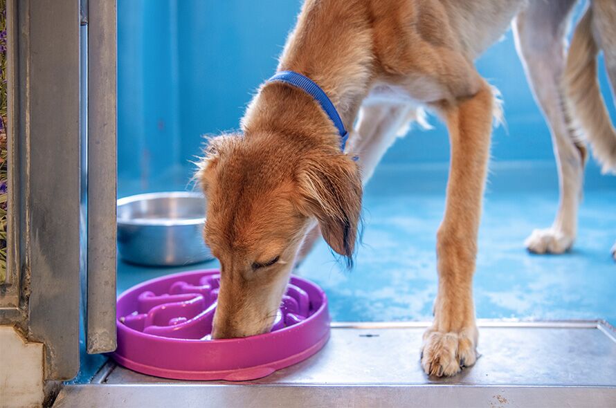 Pet Feeding Station DIY - Blocks from the Heart