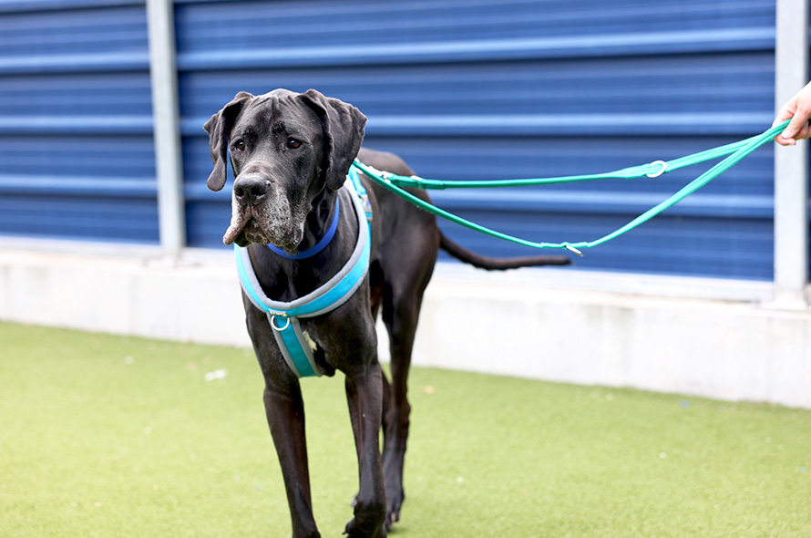 A black Great Dane walking on lead