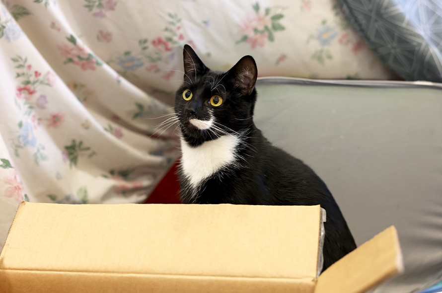 A black and white cat comfortably sitting inside a cardboard box, looking curiously at the camera