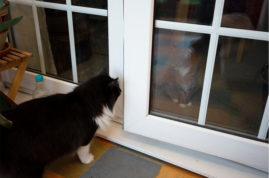 Two cats peer at each other through a glass door
