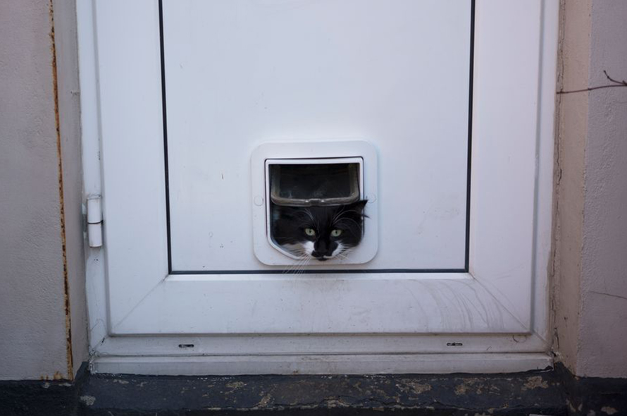 A black and white cat pokes it's head out of a cat flap