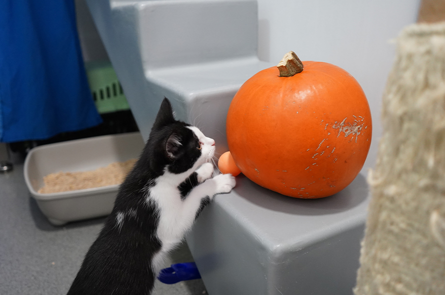 A black and white cat sniffing an orange pumpkin