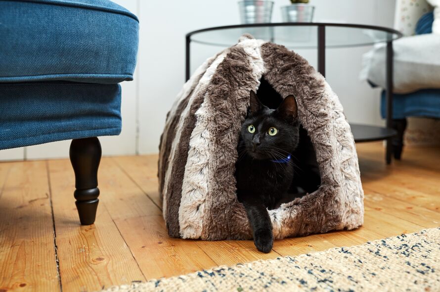 Black cat tentatively steps out of furry cat bed in living room