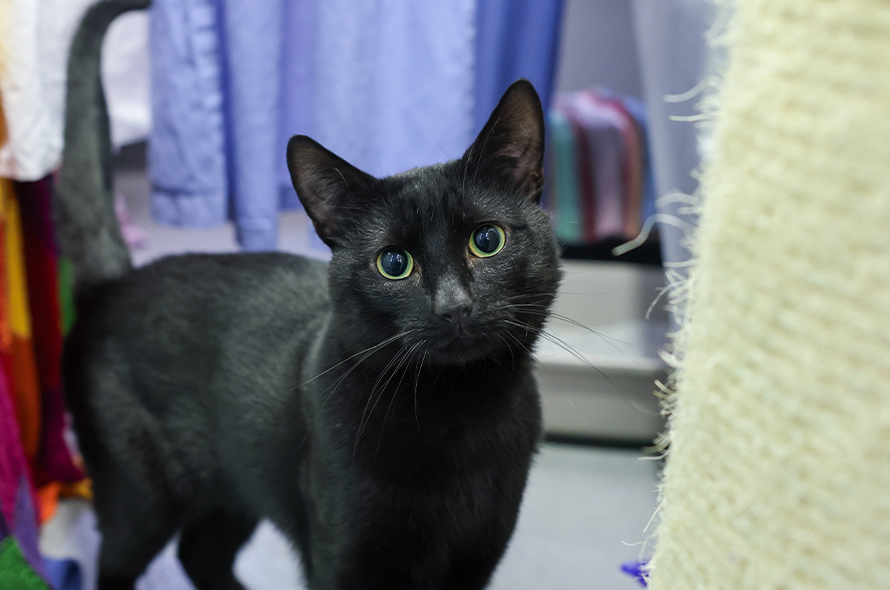 A black cat staring at the camera