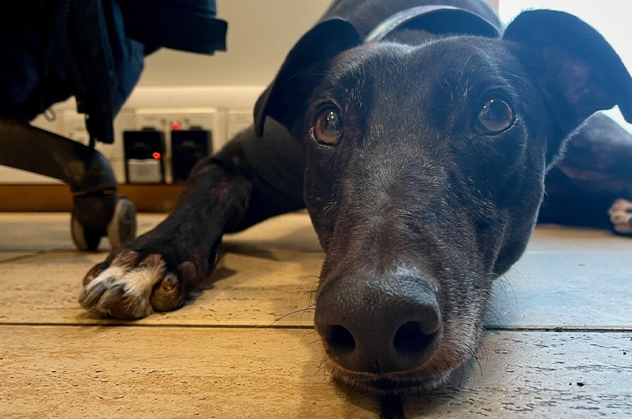 A black dog resting comfortably on the floor, with its eyes closed and body relaxed