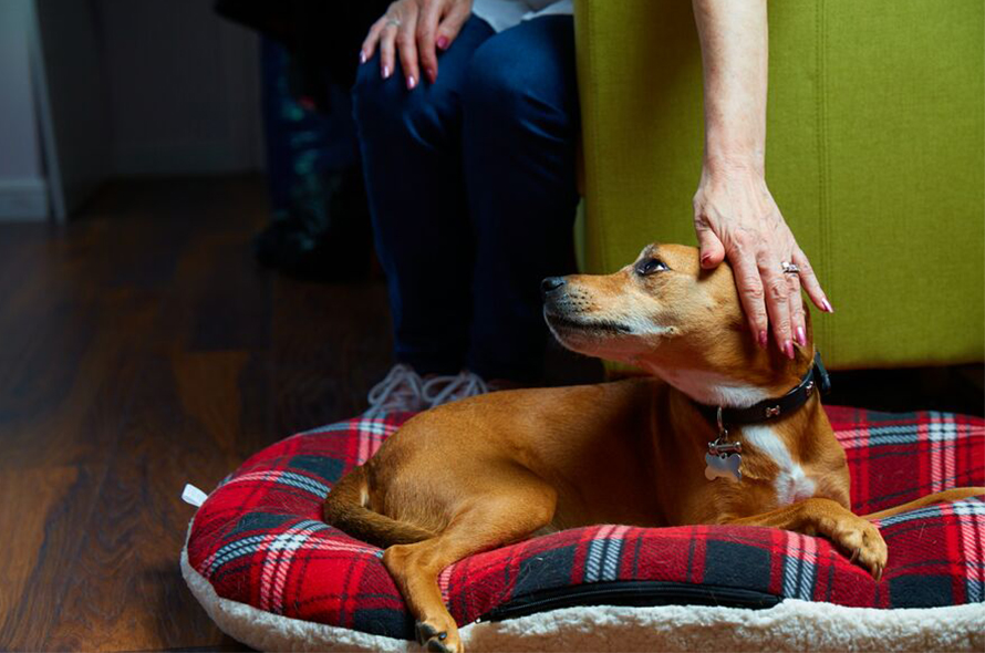 A brown dog lies on a bed while a person gently places their hand over the dog's ear