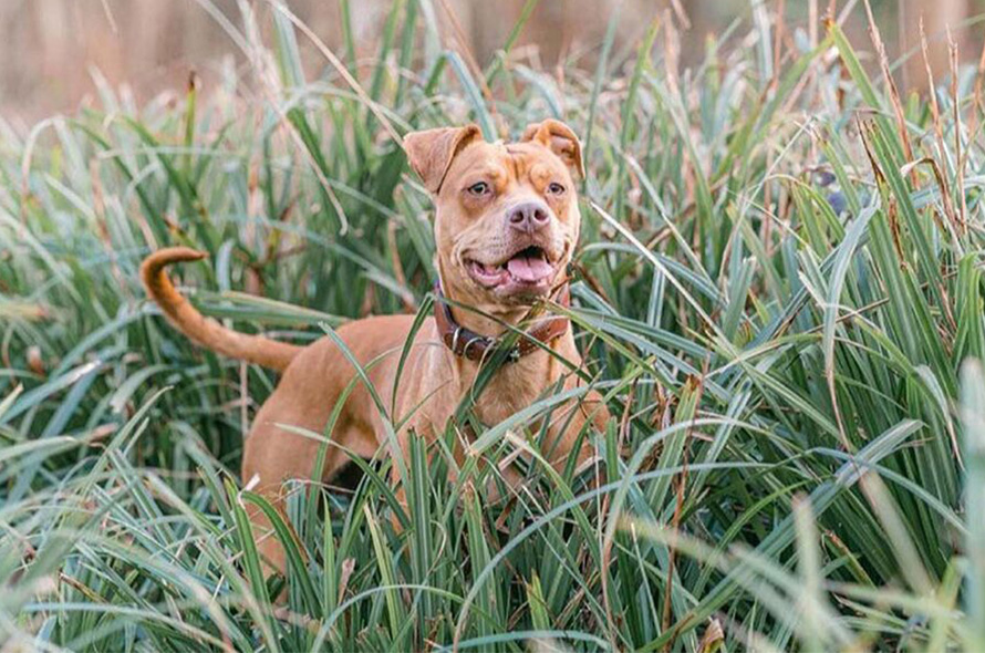 A brown dog is playing in long grass