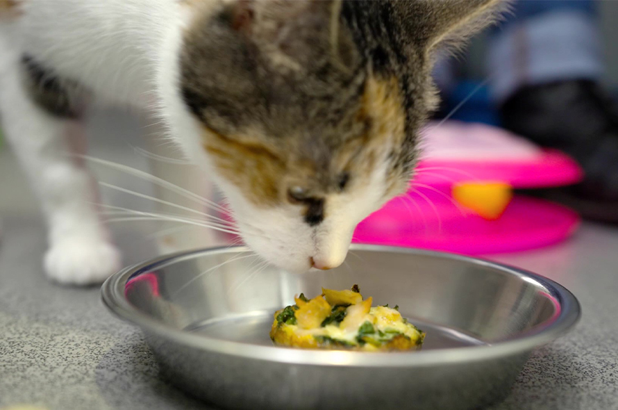 A cat eating the egg cup