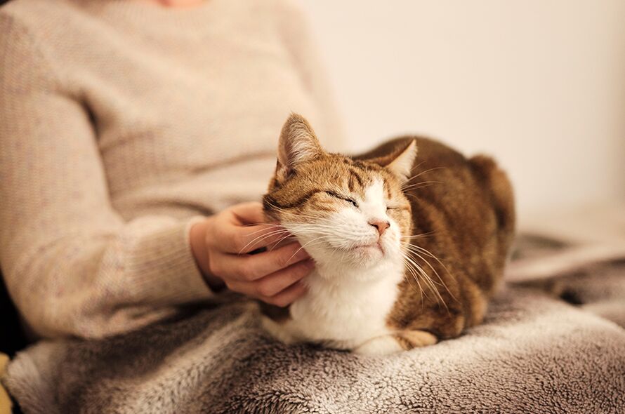 What a scaredy cat! The feline with a PERMANENTLY startled