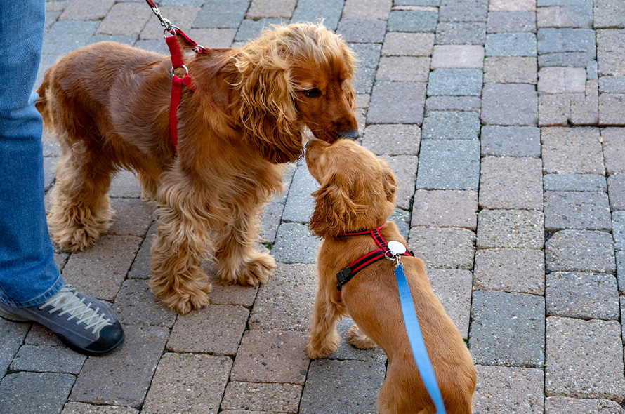 A dog and puppy sniffing each other