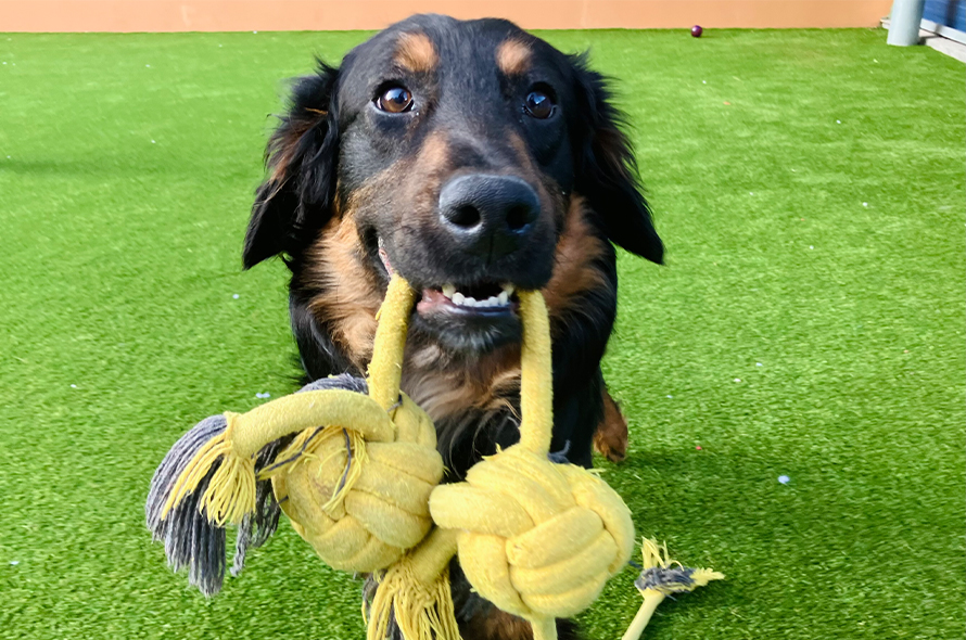 A dog holds a yellow rope in its mouth, looking playful and ready for a game of tug-of-war