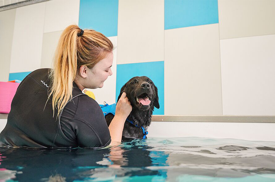 A dog in the pool with hydrotherapy specialist 
