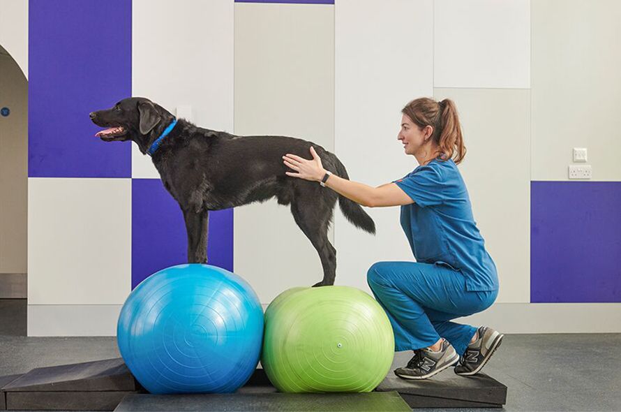 A dog is balanced on 3 balls during a physiotherapy session with a Battersea specialist