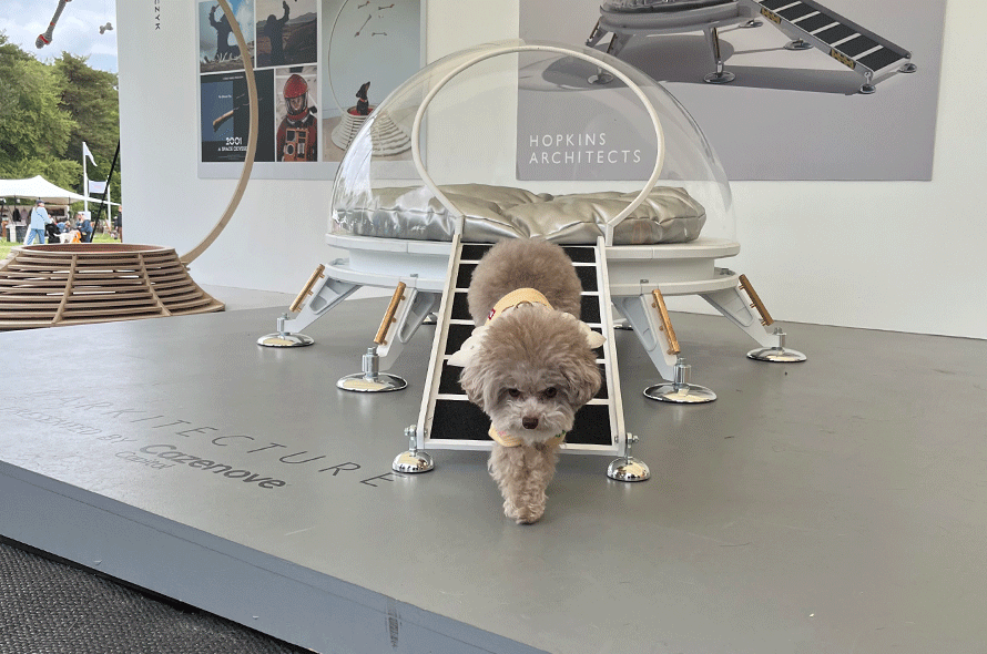 A dog is seen walking on a platform adjacent to a soft dog bed, emphasizing a pet-friendly environment.