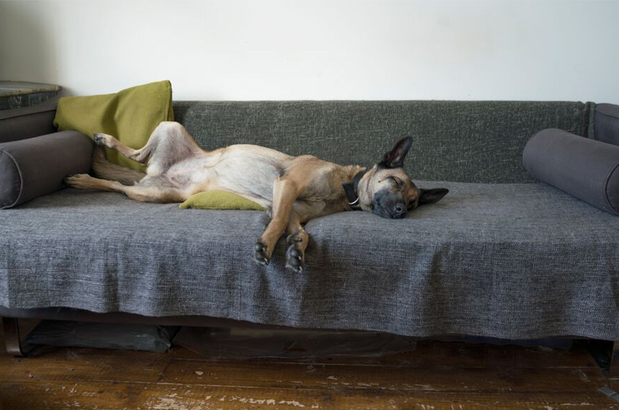 A dog lies sleeping on a sofa