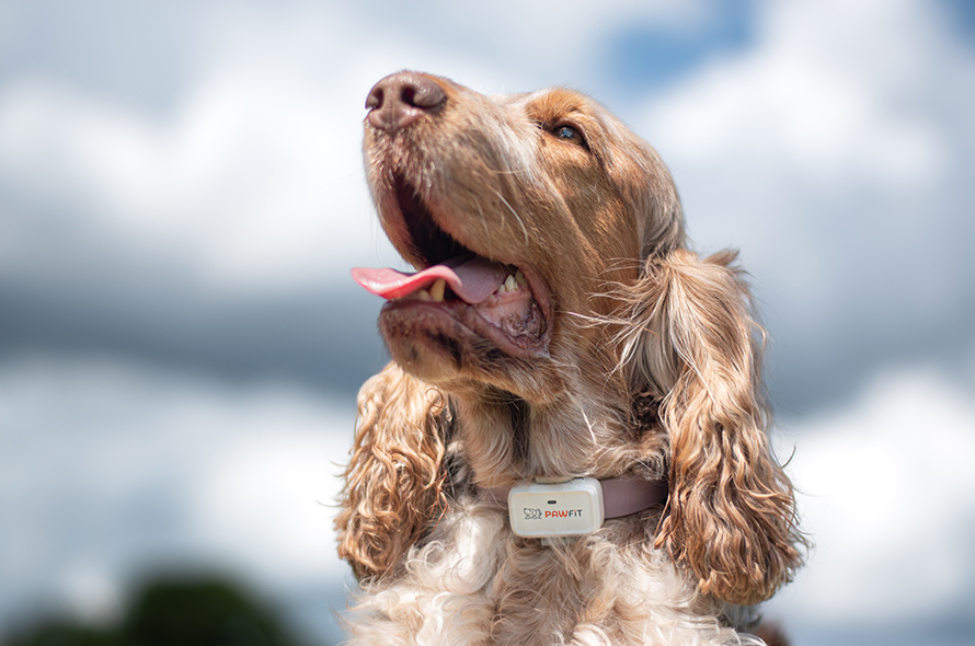 A dog looking up wearing a Petfit collar 