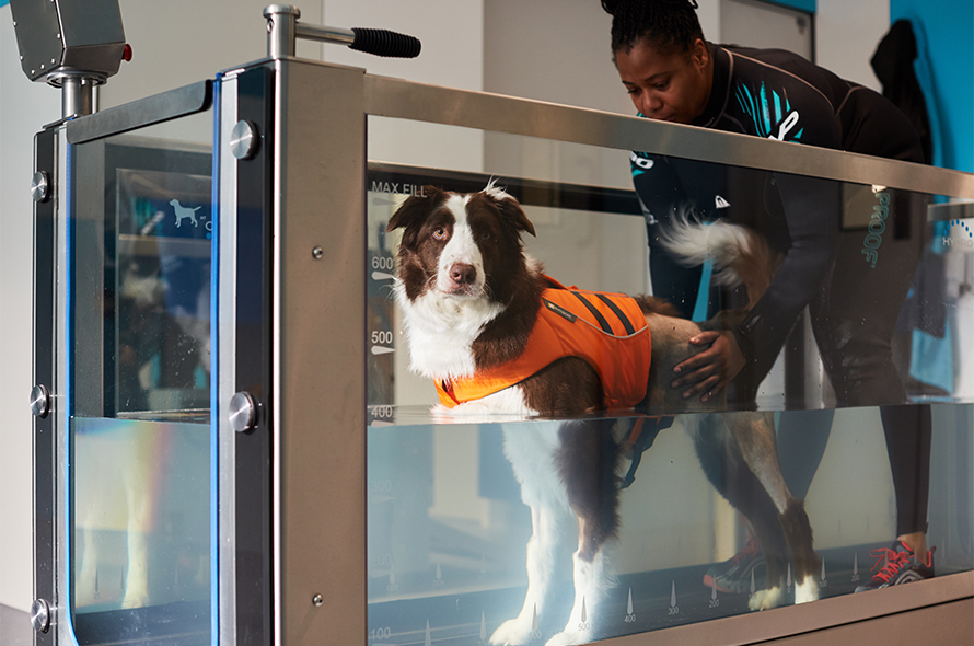 A dog receives hydrotherapy treatment on a water treadmill