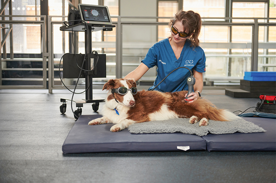 A dog receiving electrotherapy treatment