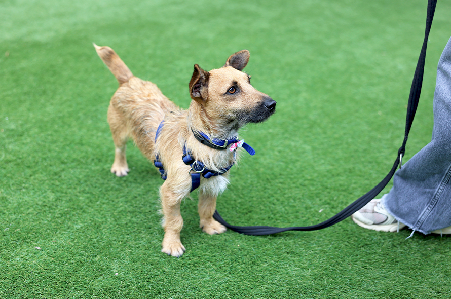 A dog standing attentively, looking straight up with bright eyes