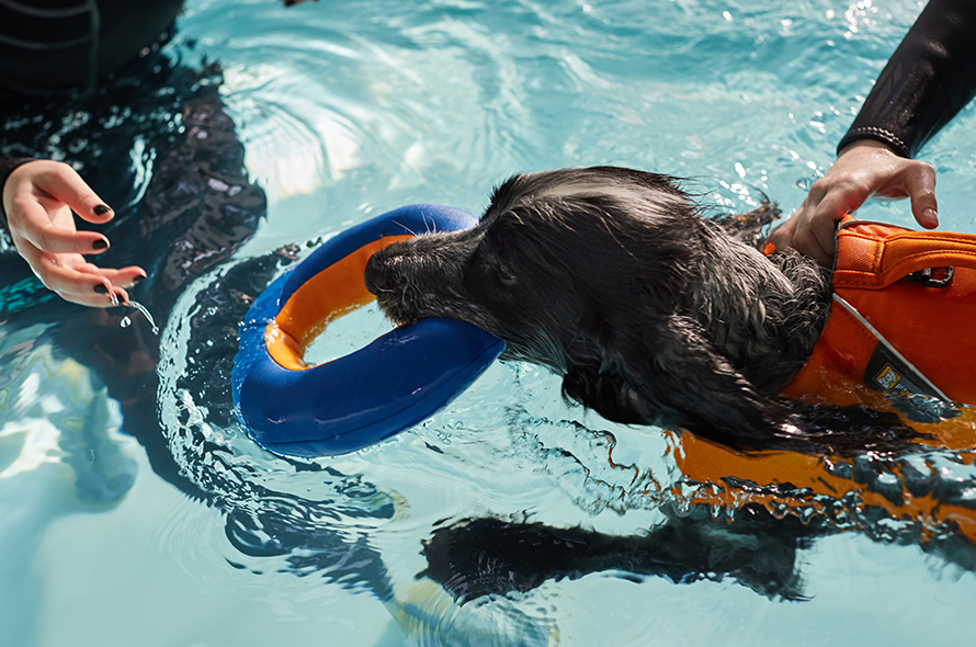 A dog swimming in a pool