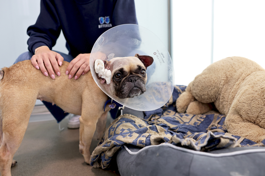 A dog wearing a protective cone around its head, looking curiously at the camera.