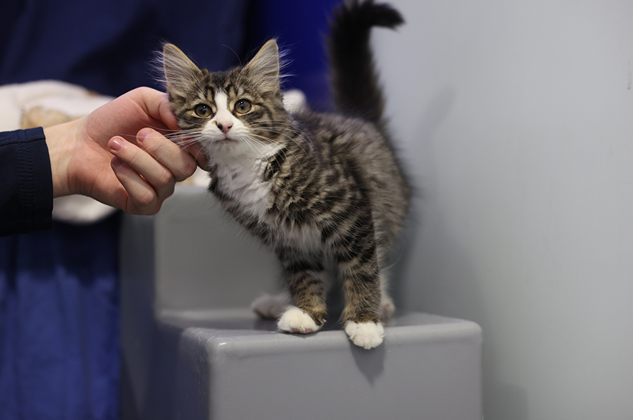 A fluffy cat sitting comfortably on a grey stool, looking curiously at the camera 