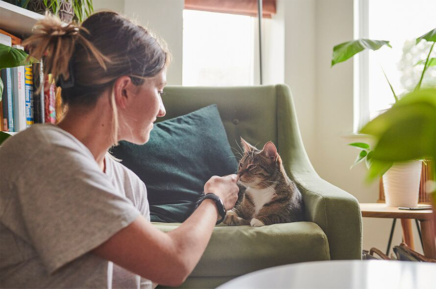 A foster strokes a cat on a chair