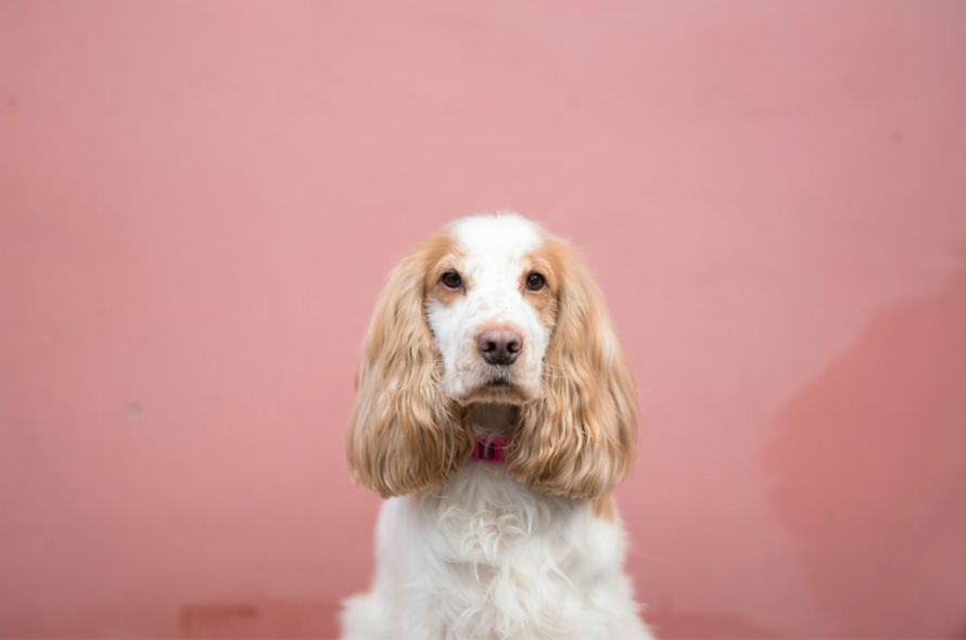 A ginger and white dog with long fluffy ears is in front of a pink background