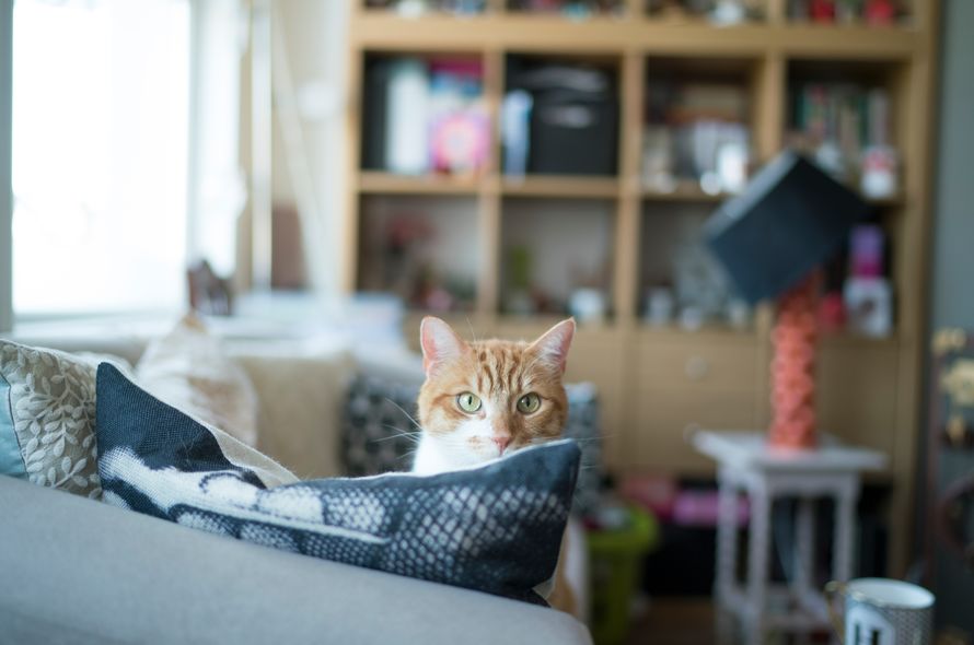 Cats don't avoid strangers who behave badly towards their owners, unlike  dogs