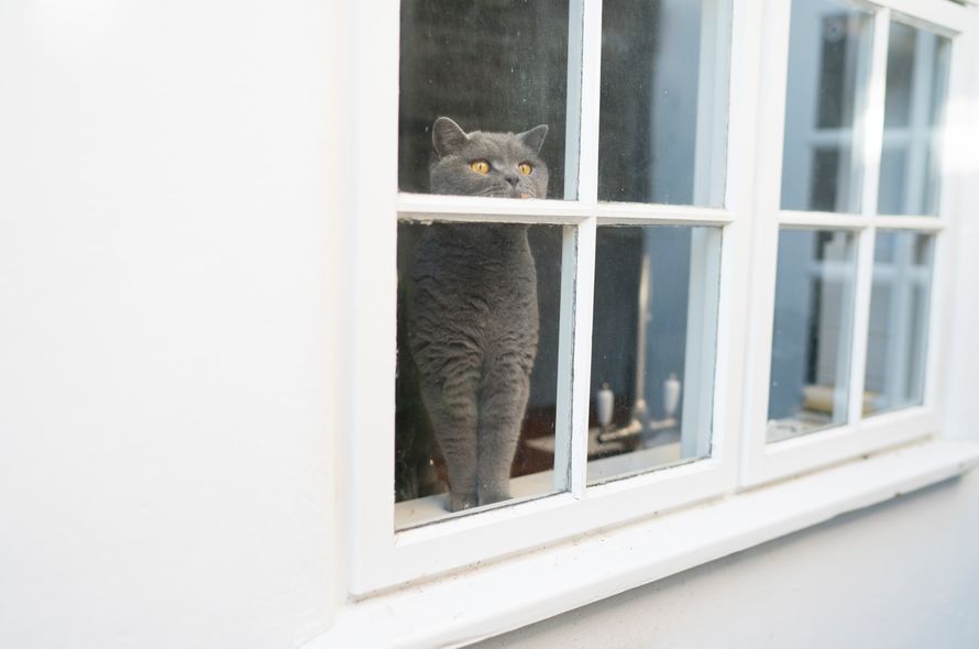 Grey cat with bright orange eyes peeks outside a window