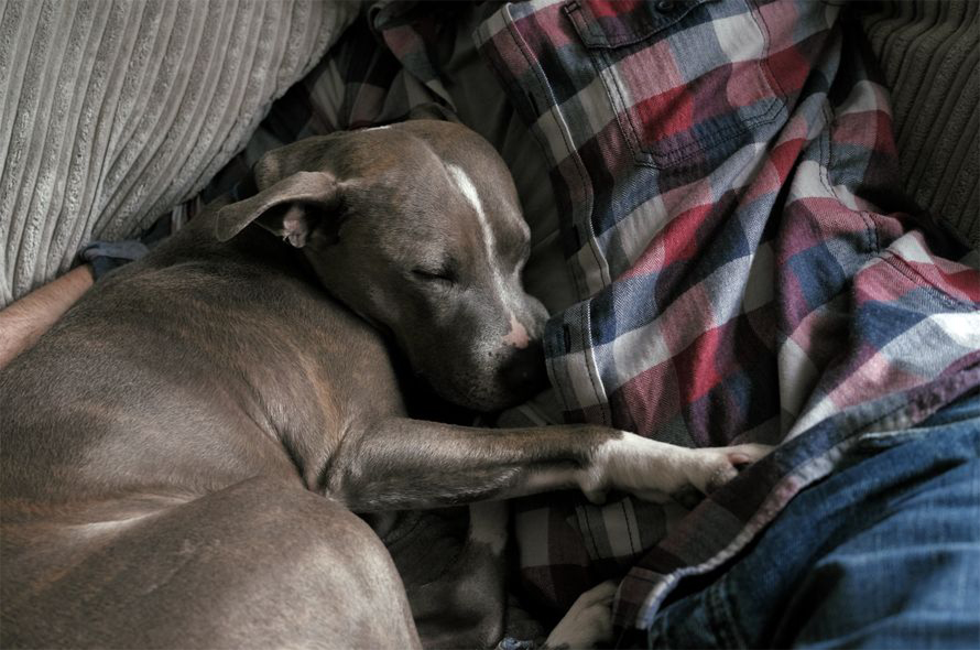A grey dog sleeps snuggled up to a person on a sofa