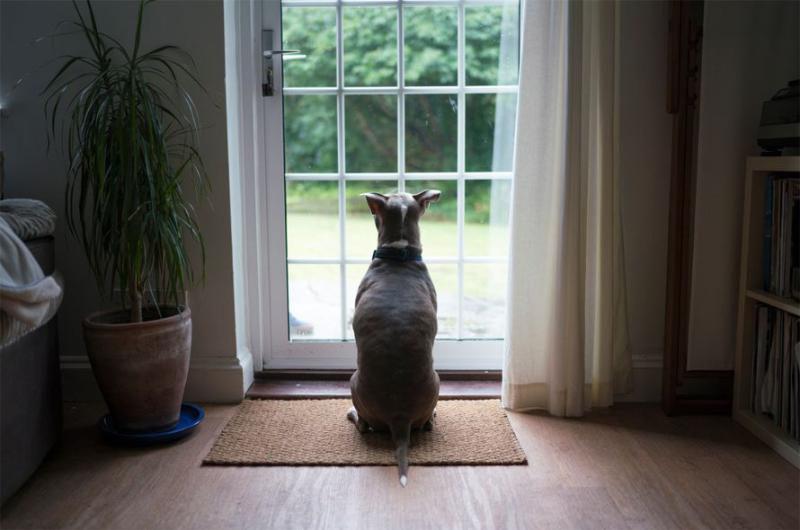 A grey dog waits by a glass door