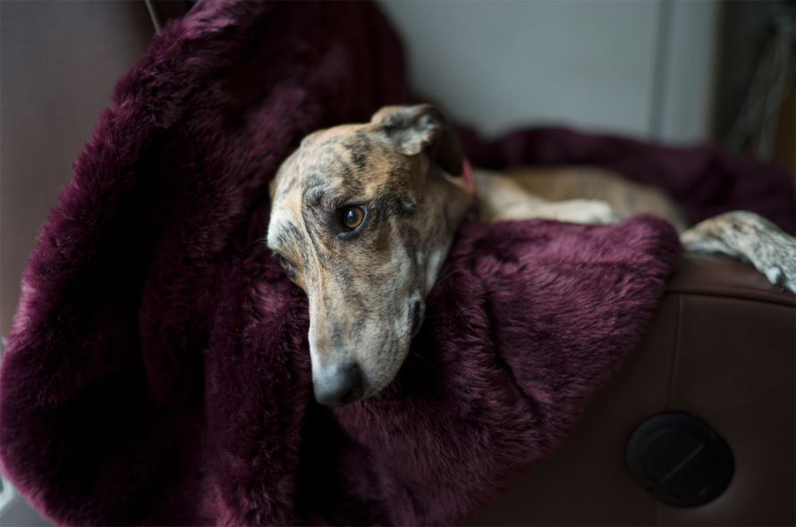 A greyhound dog lies with their head on a fluffy purple blanket