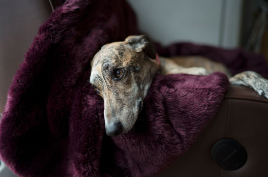 https://www.battersea.org.uk/sites/default/files/inline-images/A%20greyhound%20dog%20lies%20with%20their%20head%20on%20a%20fluffy%20purple%20blanket%20-%20separation%20anxiety%20hero.jpg