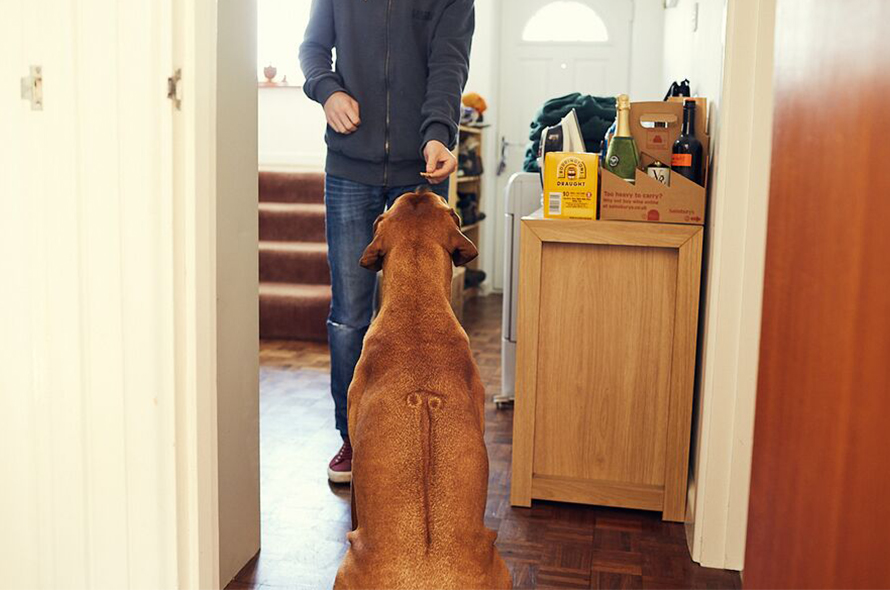 A large brown dog sits waiting for what a person is holding in their hand