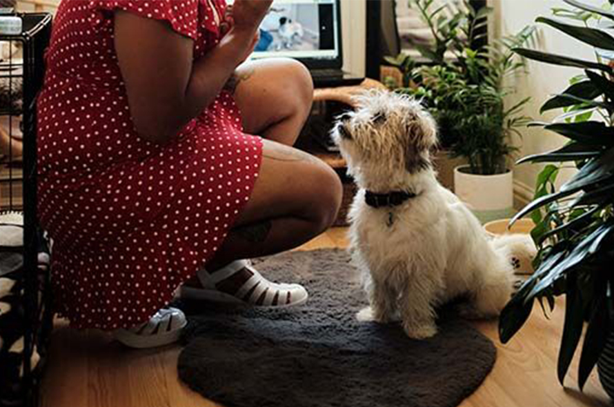 A person in a red and white polka dot dress crouches down to a white scruffy dog while during trick training 