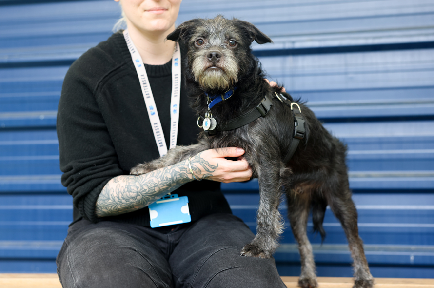 A small black and white dog being held in a supportive manor