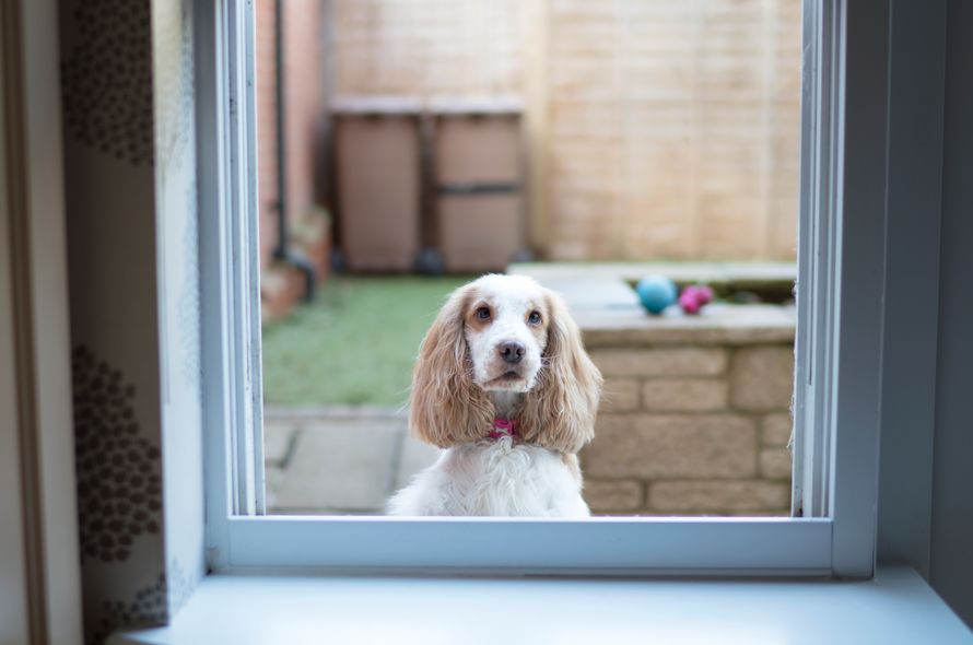 Introducing cats and dogs Battersea Dogs & Cats Home