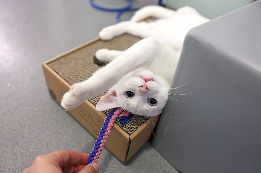 A white cat lounging on a cardboard box, playfully resting beside a blue rope.