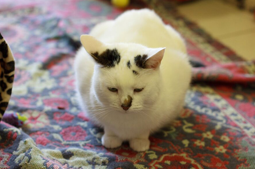 A white cat with black ear spots sits on a patterned rug