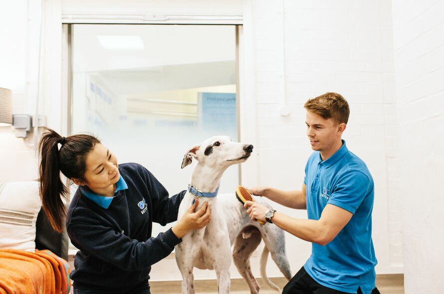 https://www.battersea.org.uk/sites/default/files/inline-images/A%20white%20dog%20with%20black%20spots%20dog%20being%20pet%20by%20two%20Battersea%20staff%20members.jpg