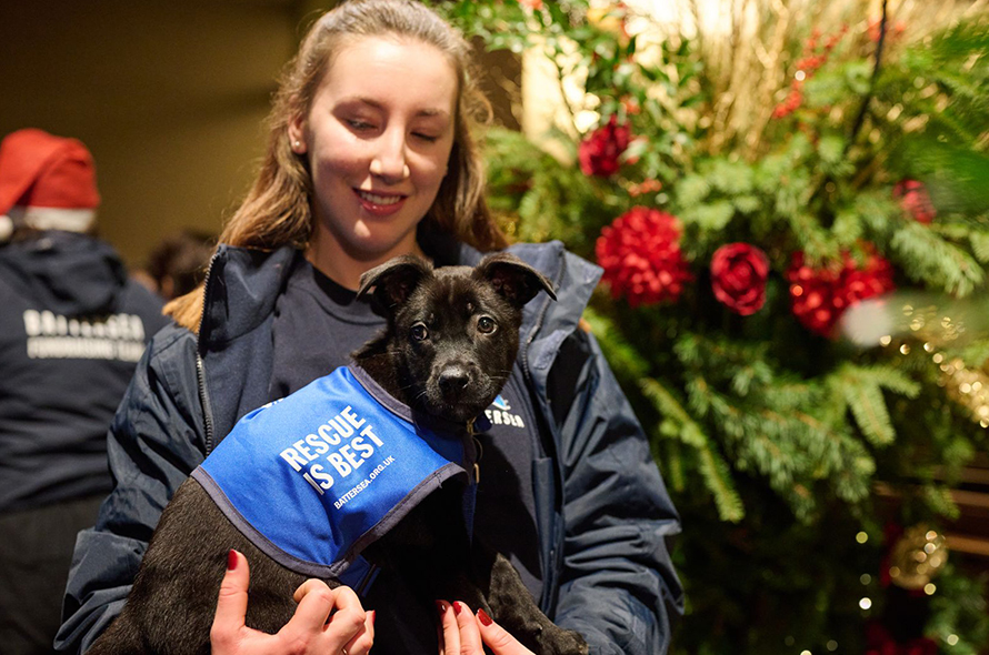 A woman gently holds a dog in a vest