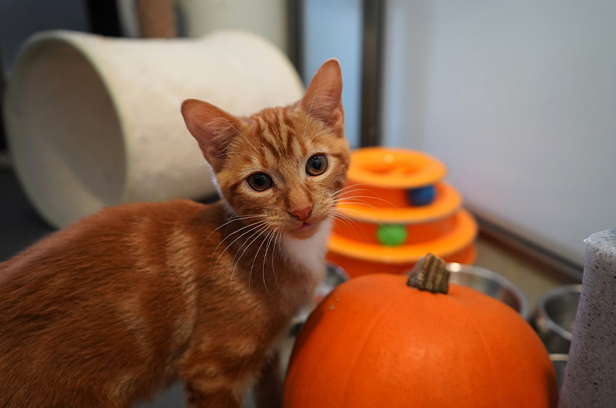 An orange cat sitting next to pumpkins looking at the camera