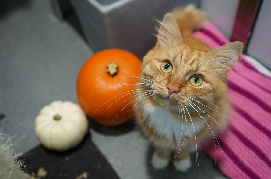 An orange cat sitting next to pumpkins looking up at the camera